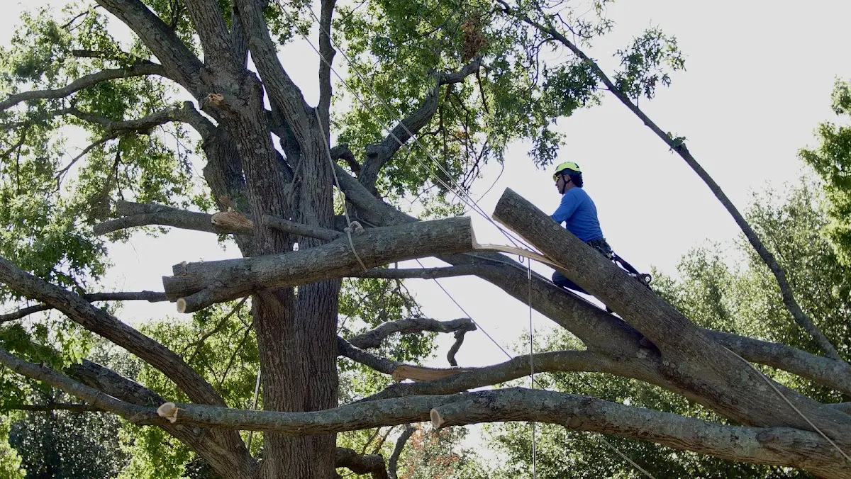 Professional Crown Thinning performed by certified arborists in Jellico
